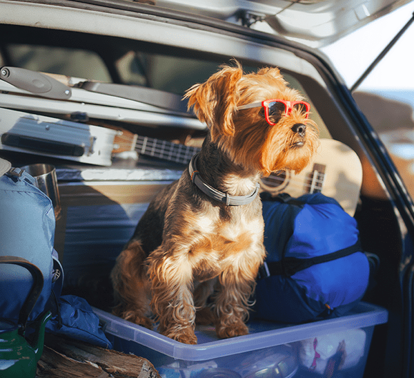 dog in back of hatchback wearing sunglasses