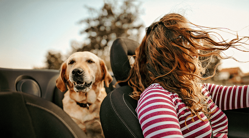 Woman in car with dog in back seat