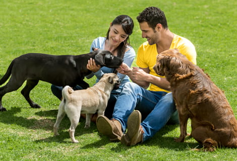 Woman and man sitting on green lawn petting three dogs
